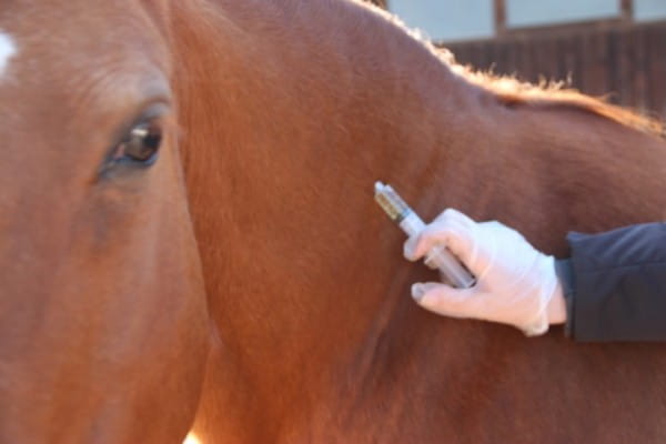 Kosten Tetanus Impfung Pferd